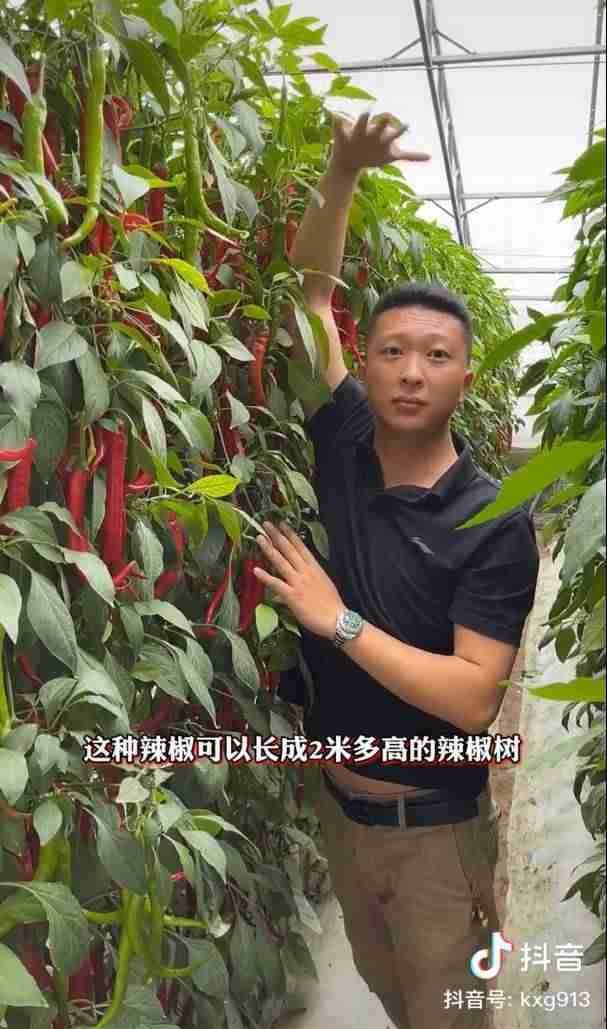 男子放弃5万月薪回家种菜吸粉百万（在那里可以尽情释放激情）-第6张图片