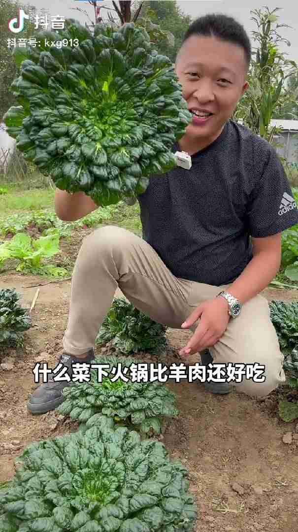 男子放弃5万月薪回家种菜吸粉百万（在那里可以尽情释放激情）-第7张图片