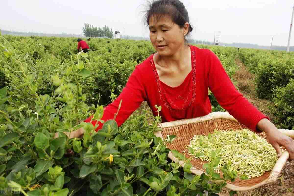 现在农村种什么最赚钱-农村种植致富好项目-第3张图片