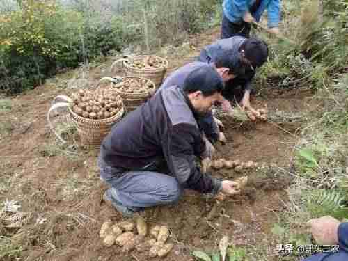 现在农村养什么动物赚钱（农村最有前景的养殖业）-第2张图片