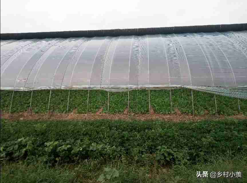 摆摊卖什么小吃好（一人开的轻松小店）-第1张图片