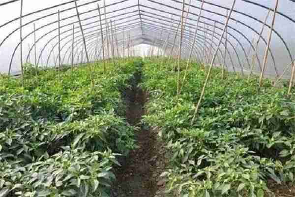 没钱做什么能赚钱（1万小投资加盟开店）-第2张图片