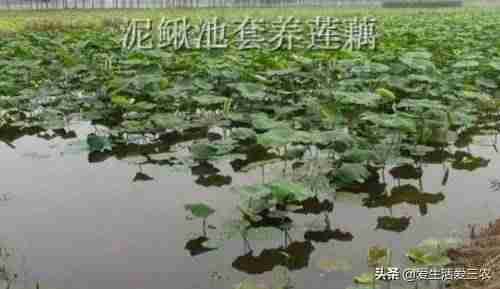 农村养什么致富快（适合农村最新养殖项目推荐）-第7张图片
