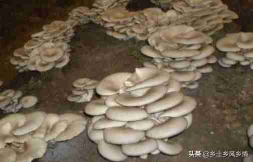 未成年如何在家赚钱（网上赚钱最简单的方法）-第4张图片