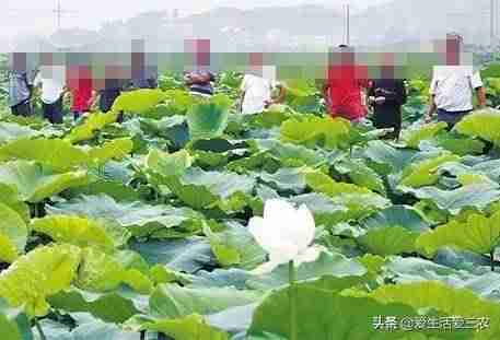 农村养什么致富快（适合农村最新养殖项目推荐）-第8张图片