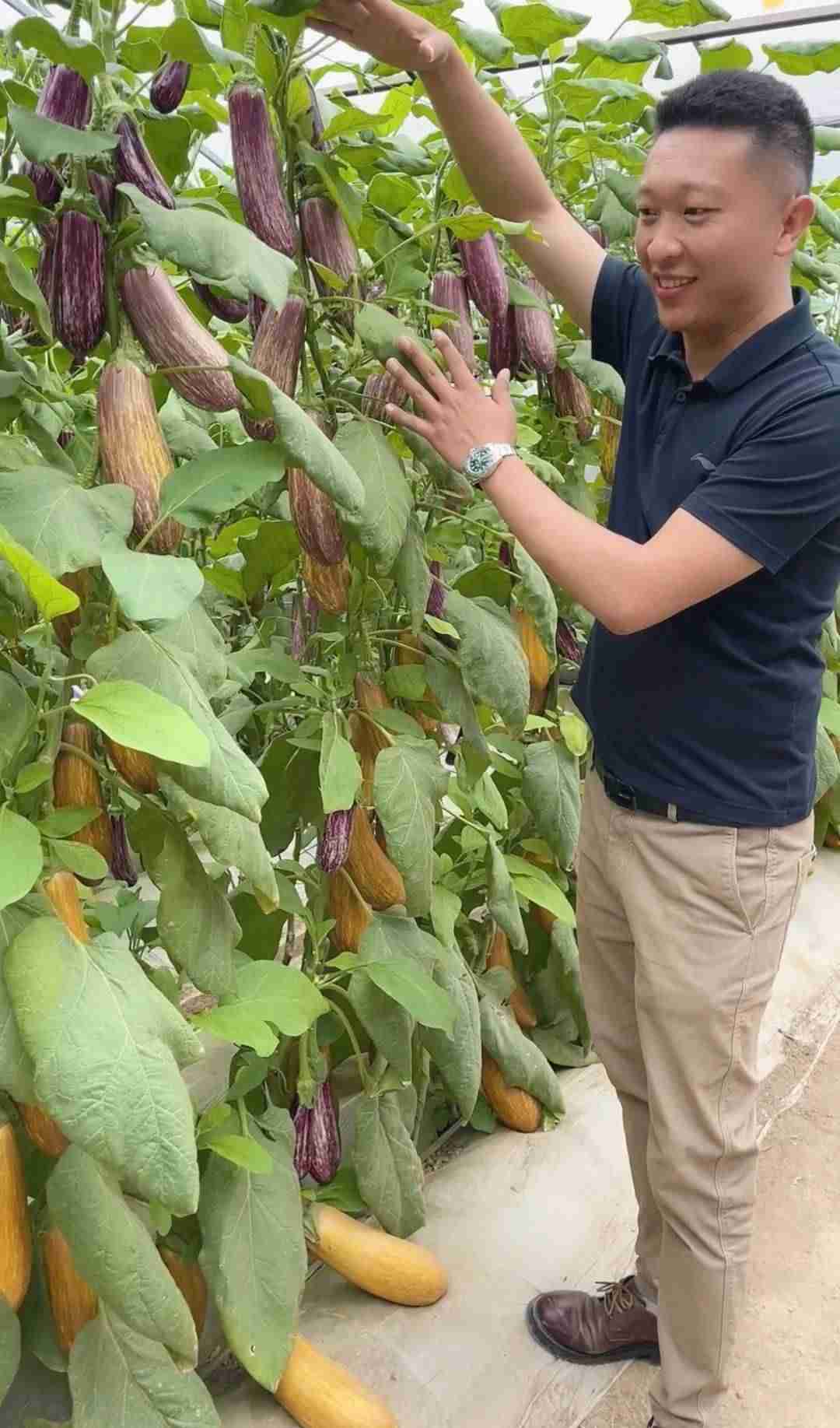 男子放弃5万月薪回家种菜吸粉百万（在那里可以尽情释放激情）-第2张图片
