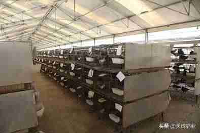 养1000对鸽子年利润多少-养鸽子的方法和技术-第1张图片