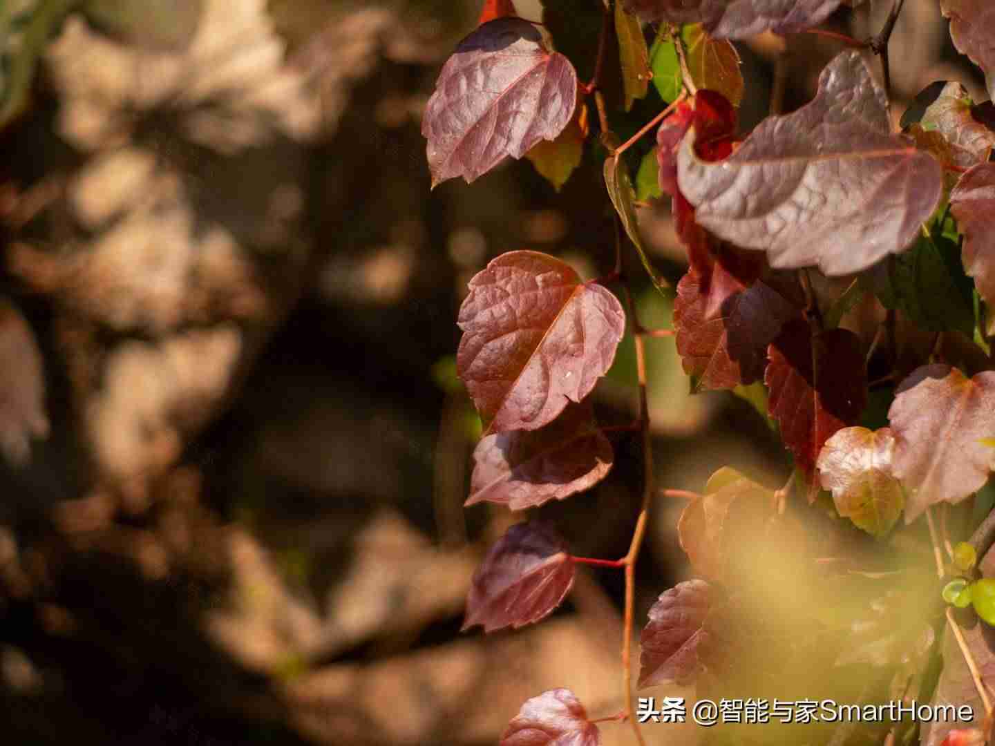 奥林巴斯em10二代参数-奥林巴斯最好的定焦镜头-第28张图片