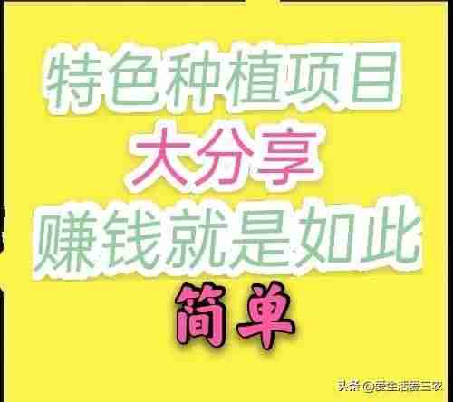 农村养什么致富快（适合农村最新养殖项目推荐）-第2张图片