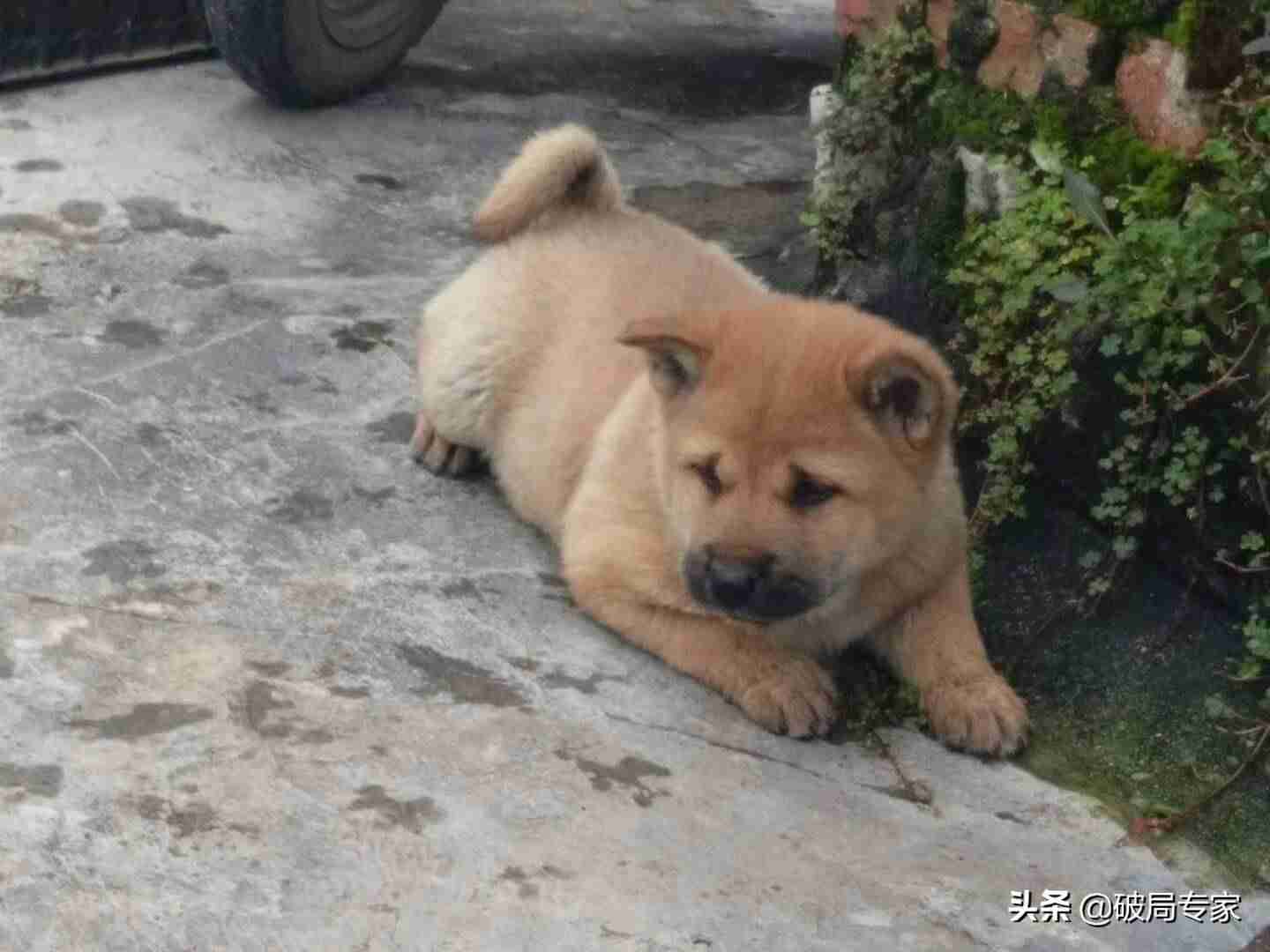 养狗挣钱吗成本多少（养土狗一百只一年利润）-第2张图片