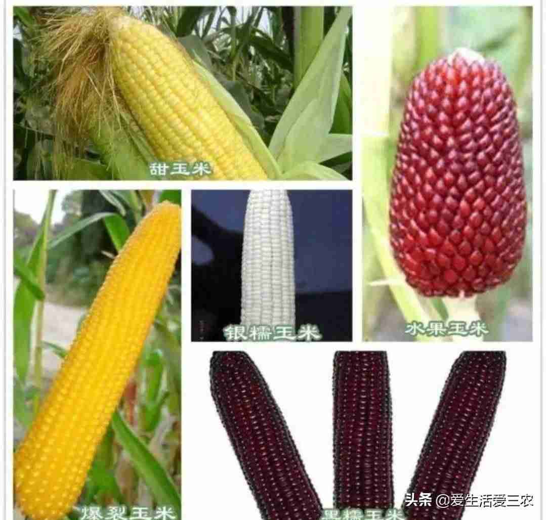 农村养什么致富快（适合农村最新养殖项目推荐）-第11张图片