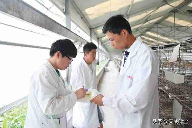 养1000对鸽子年利润多少-养鸽子的方法和技术-第2张图片