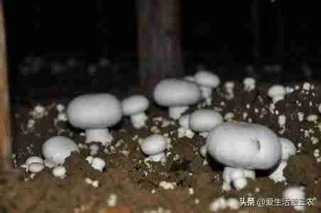 农村养什么致富快（适合农村最新养殖项目推荐）-第5张图片