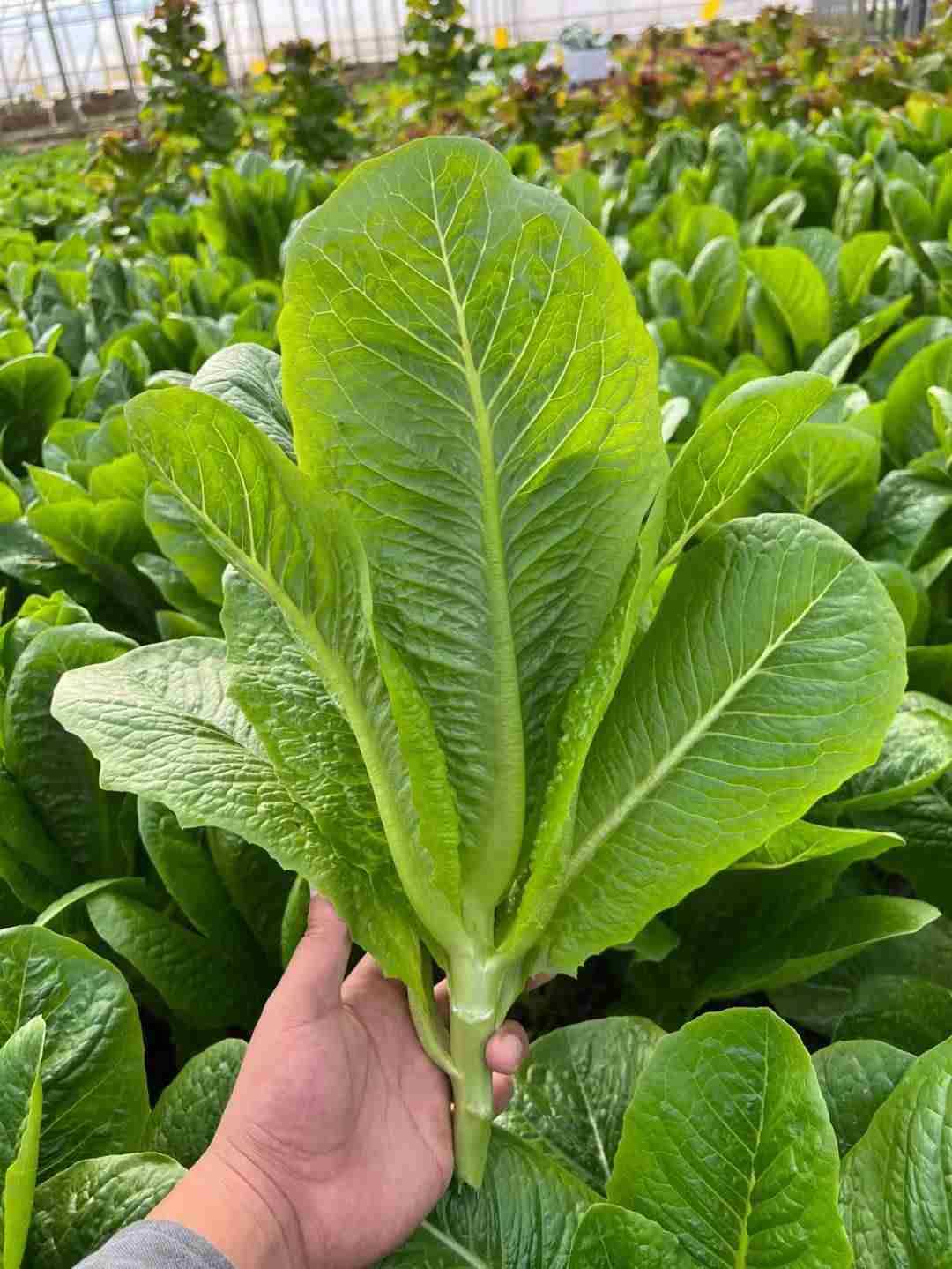男子放弃5万月薪回家种菜吸粉百万（在那里可以尽情释放激情）-第4张图片