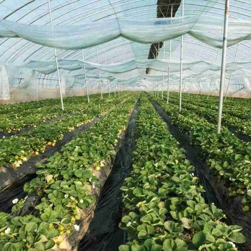 没钱做什么能赚钱（1万小投资加盟开店）-第3张图片