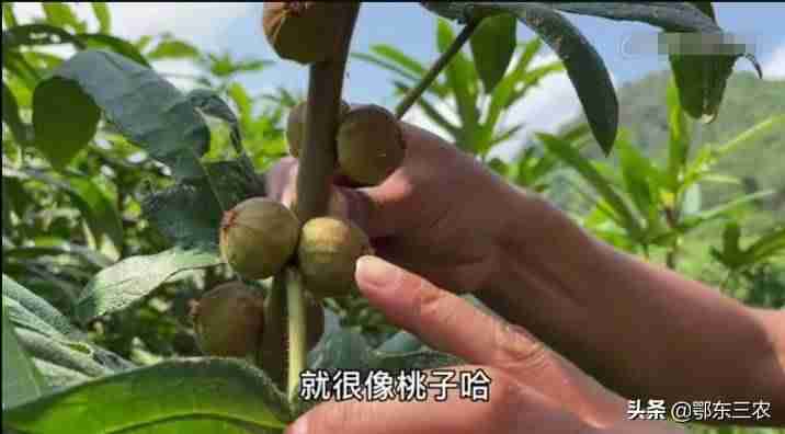 2021年种植什么最赚钱农村-一万元以下致富小机器-第2张图片