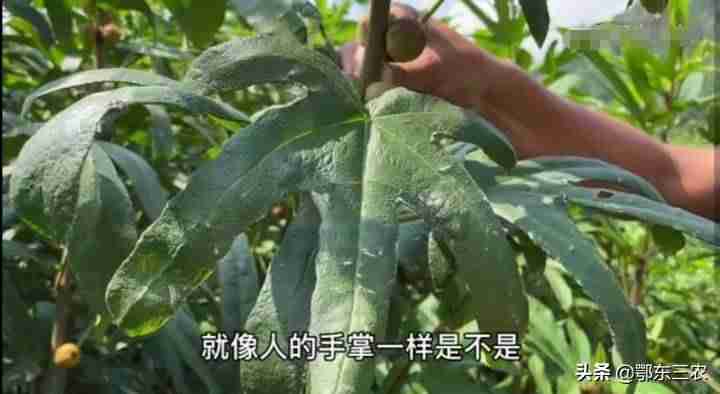 2021年种植什么最赚钱农村-一万元以下致富小机器-第1张图片