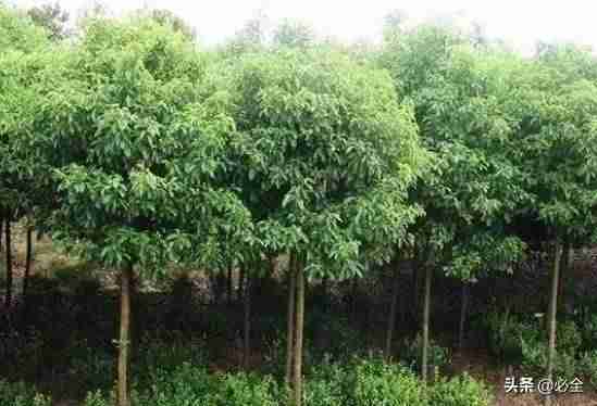 种植什么致富项目-适合穷人没本钱的养殖-第2张图片