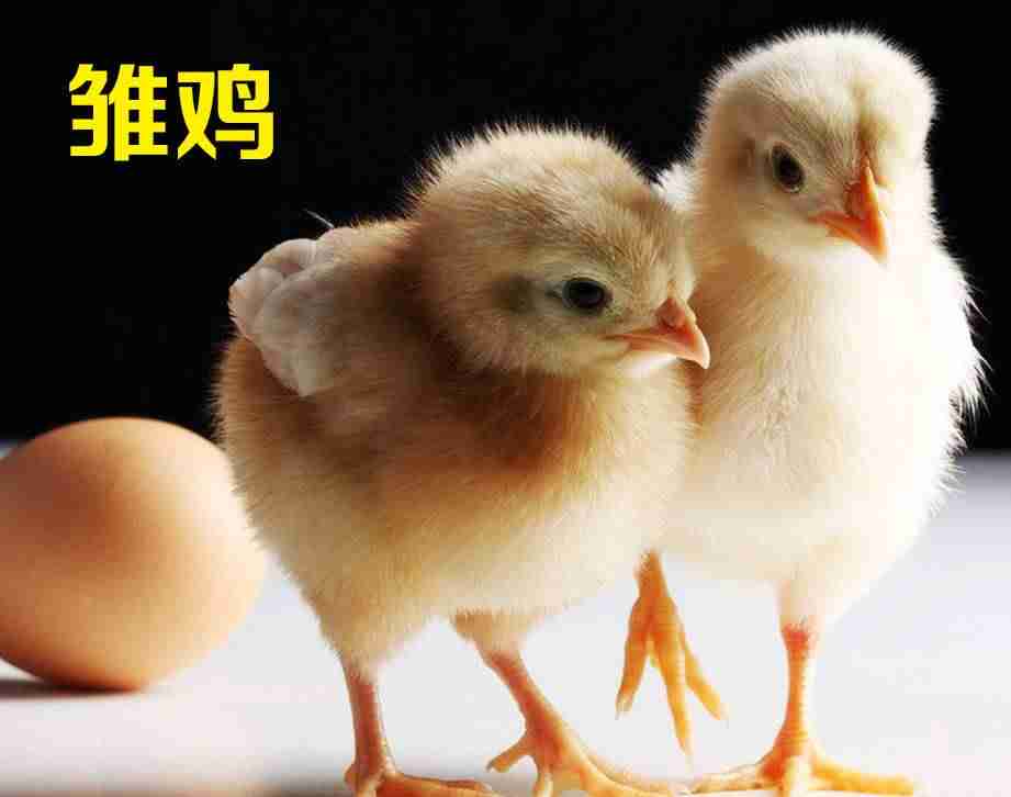 现在农村做什么暴利行业-适合在乡下做的小本生意-第7张图片