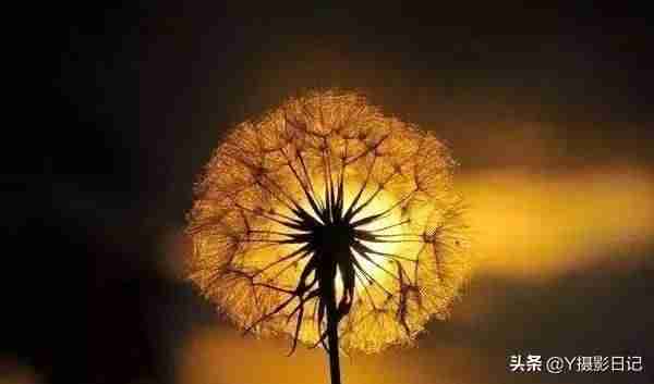 相机逆光摄影技巧-单反相机逆光拍摄技巧-第5张图片