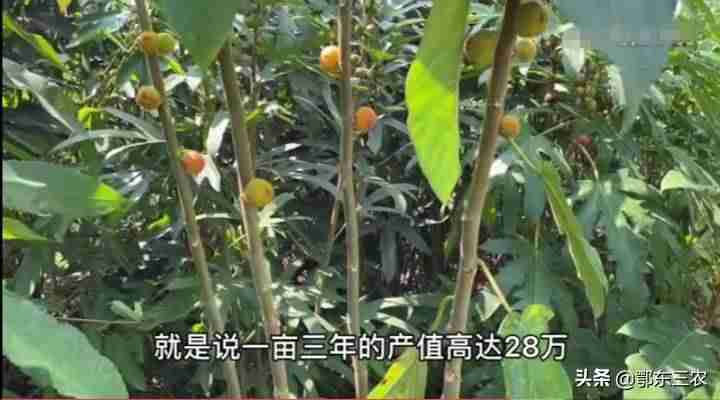 2021年种植什么最赚钱农村-一万元以下致富小机器-第4张图片