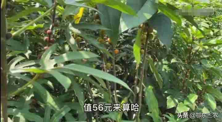2021年种植什么最赚钱农村-一万元以下致富小机器-第3张图片