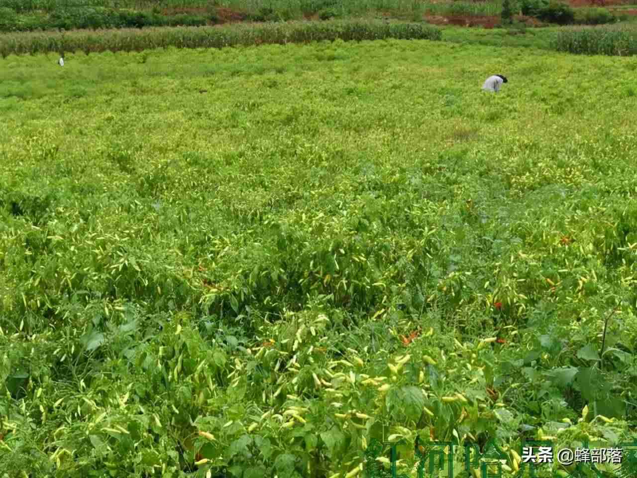 种植什么农作物赚钱-销路好的短期种植-第6张图片