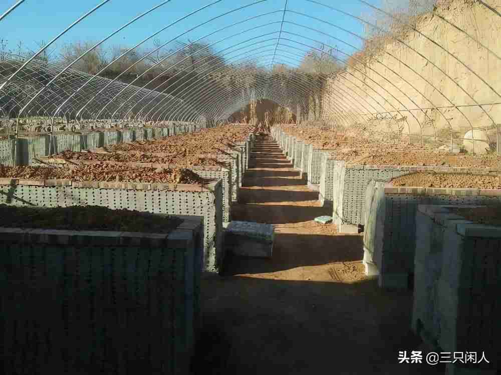 怎么养蝎子致富-蝎子养殖最新加温设备-第4张图片 怎么养蝎子致富-蝎子养殖最新加温设备-第4张图片
