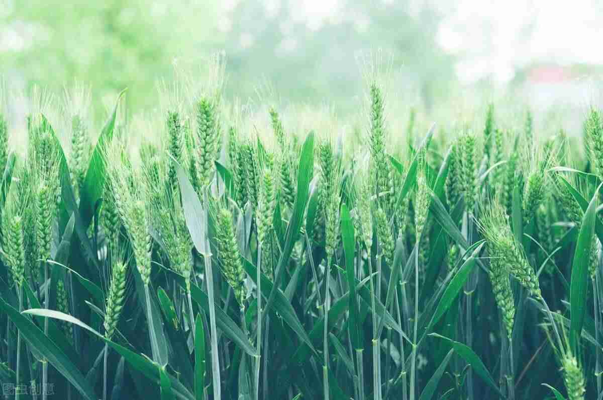 现在种植什么利润最高-未来的暴利种植-第6张图片 现在种植什么利润最高-未来的暴利种植-第6张图片