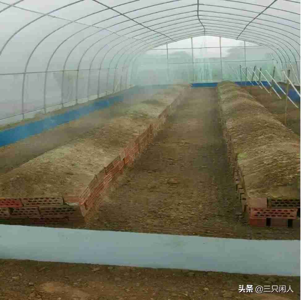 怎么养蝎子致富-蝎子养殖最新加温设备-第5张图片 怎么养蝎子致富-蝎子养殖最新加温设备-第5张图片