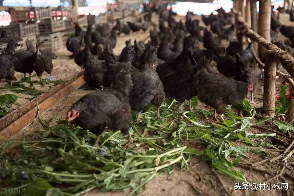 在家养殖赚钱方法-居家养殖的项目比较好-第4张图片