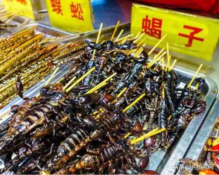 在家养殖赚钱方法-居家养殖的项目比较好-第9张图片