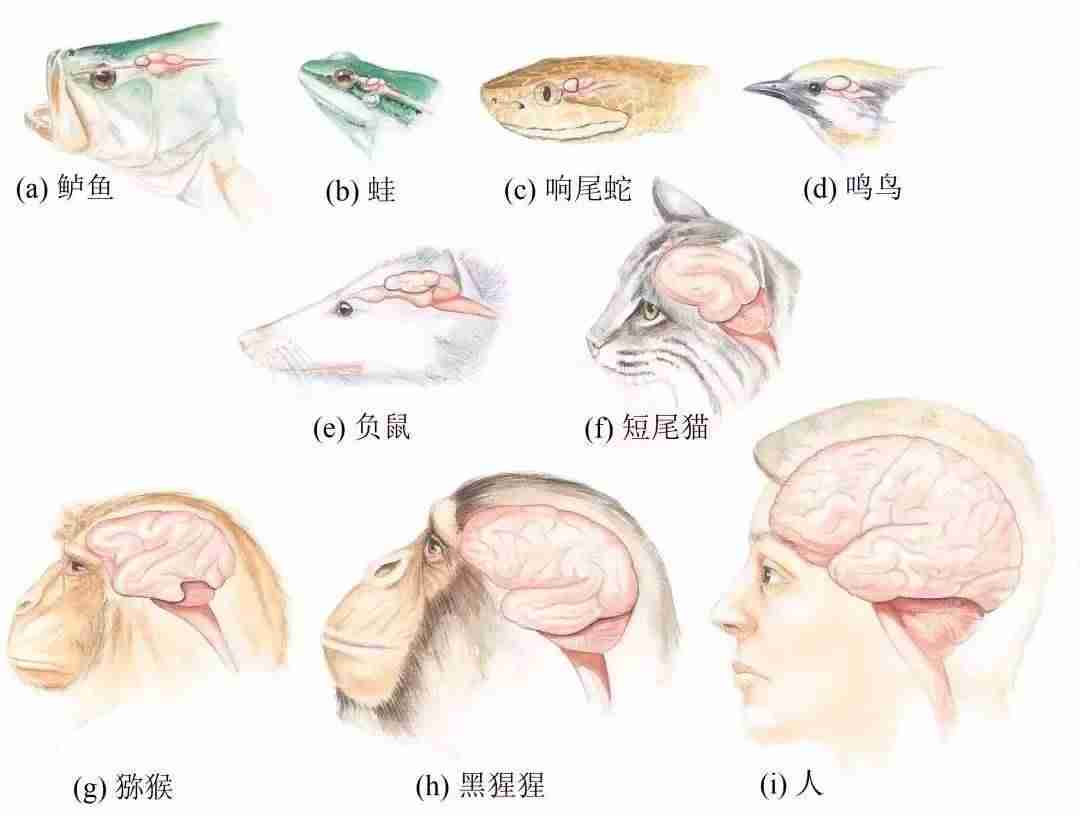 编程视频软件-编程教学入门教程-第3张图片