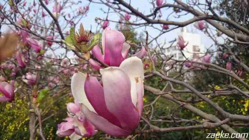 索尼z1 mini最新系统-索尼迷你手机评测-第27张图片 索尼z1 mini最新系统-索尼迷你手机评测-第27张图片