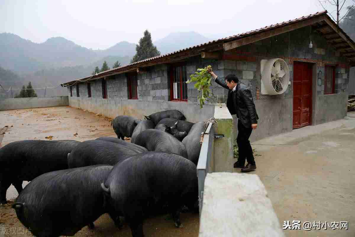 在家养殖赚钱方法-居家养殖的项目比较好-第7张图片